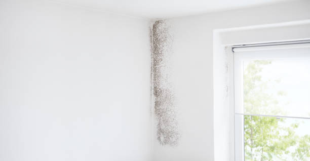 Professional Mold Removal in Tucumcari, NM