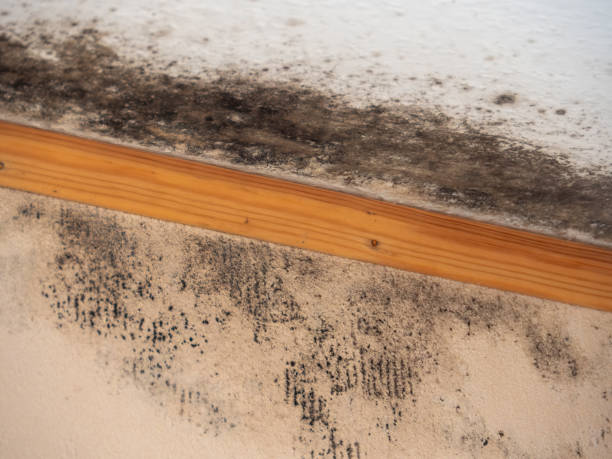 Best Industrial Mold Remediation  in Tucumcari, NM
