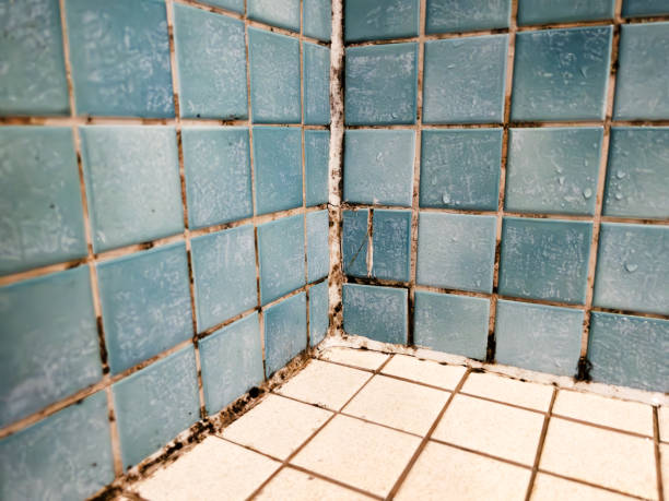 Best Air Quality Testing for Mold Spores  in Tucumcari, NM